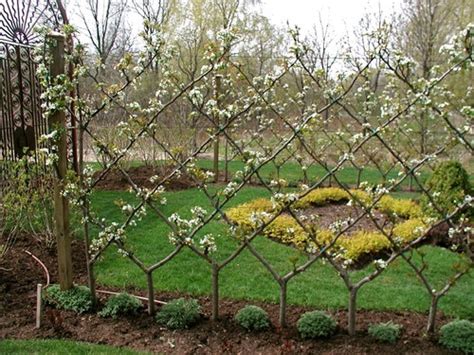 All of these will help create a strong framework of limbs. Train a tree for free! Pruning for cordon, espalier, fan ...