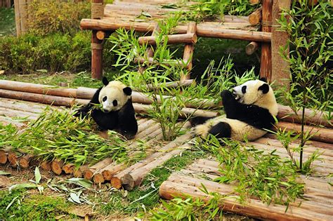 Chengdu Travel Sichuan China Lonely Planet