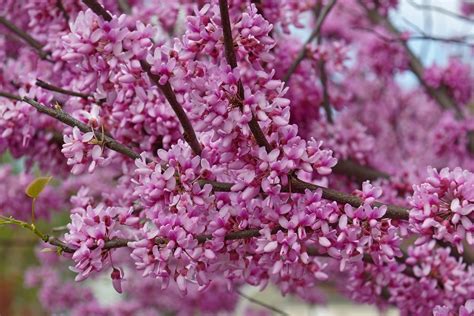 Purple Flowering Trees In Virginia Common Varieties