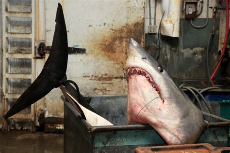 Record Breaking Mako Shark Tips Off Conservation Debate