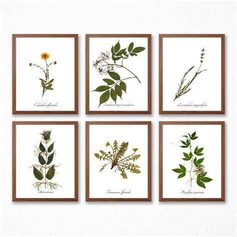 Medicinal Herb Print Collection Set Of 6 Herbal Medicine Pressed
