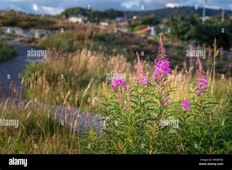 Wild Flowers Norway Hi Res Stock Photography And Images Alamy