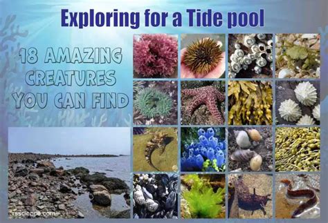 Exploring A Tide Pool 18 Amazing Creatures You Can Find Rs Science