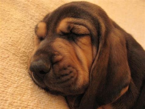 Bloodhound Puppy Photo Hi Res 720p Hd