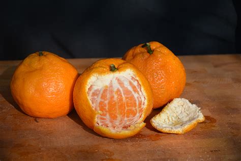 Satsuma Mandarin Orange (Citrus reticulata 'Satsuma') in Lafayette, Louisiana (LA) at All ...