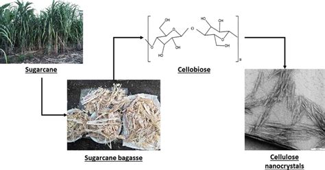 Sugarcane Bagasse Fiber And Its Cellulose Nanocrystals For Polymer