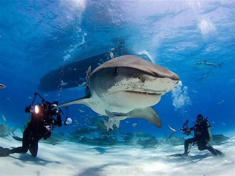 The Best Shark Dive In The World Tiger Beach Paper