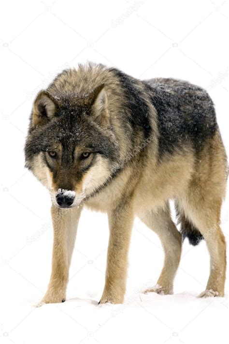 Gray Wolf — Stock Photo © Belizar 20588473