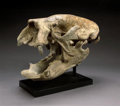 Bonhams Exceptional Giant Ground Sloth Skull