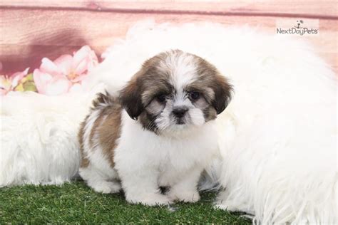 Missy Shih Tzu Puppy For Sale Near Atlanta Georgia Df69ff13 6ca1