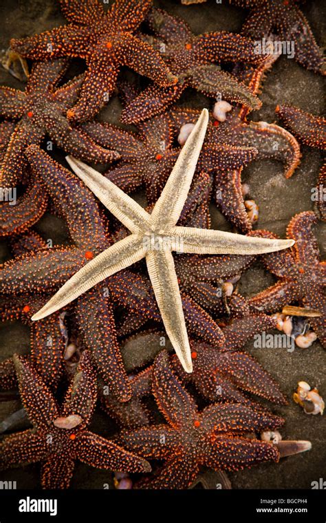 Atlantic Usa Starfish Hi Res Stock Photography And Images Alamy