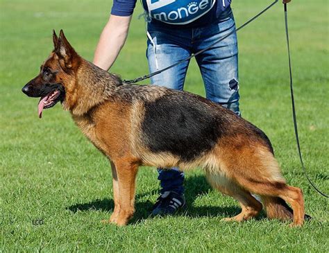 Deve essere altresì vigile e docile, per essere idoneo come cane da accompagnamento, da guardia, da difesa. Pastore tedesco: caratteristiche, salute e allevamento ...