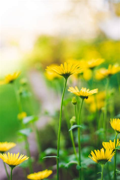 Download Thin-stemmed Yellow Daisy Iphone Wallpaper | Wallpapers.com