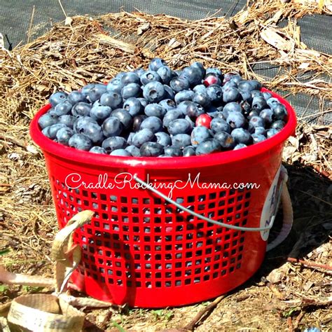Blueberry Picking With Preschoolers