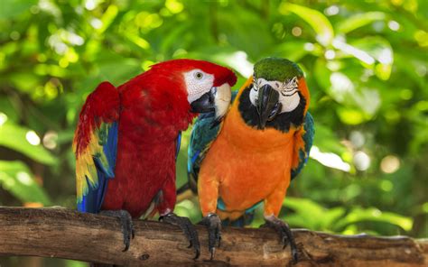 Pair Of Macaws Perching On A Branch