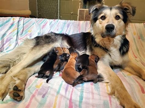 Mother Dog And 9 Puppies Discovered At Landfill Are Getting The Care