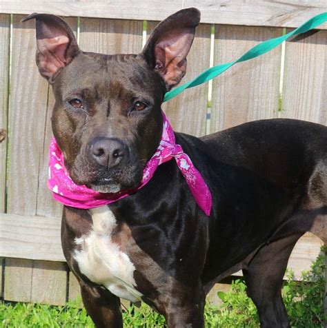 Groot is a shy guy looking for a home with a confident dog to lead the pets for patriots. precious-2 - Pets for Patriots