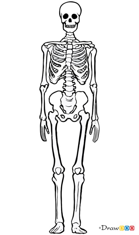 How To Draw Human Bones Skeletons