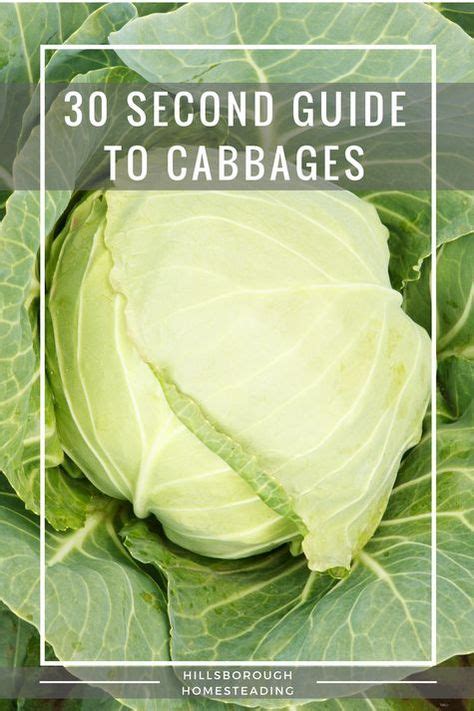 Everything You Need To Know To Get Started Growing Cabbage Hydroponic
