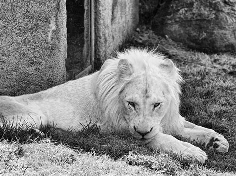Rare White Lion Photograph By Phill Doherty Pixels