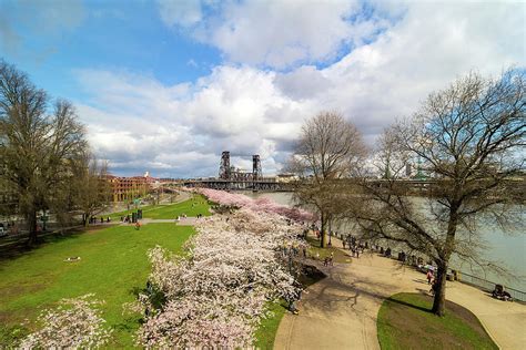Cherry Blossom Trees At Portland Waterfront Photograph By David Gn