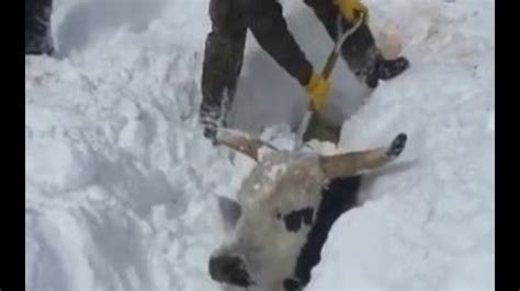 Ranchers Rescue Cows Buried Under Feet Of Snow In South Dakota Youtube