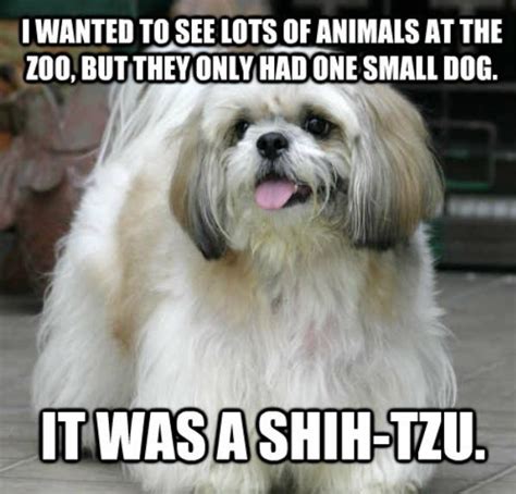 14 Dog Puns That Are So Corny Theyll Give You A Serious Case Of The