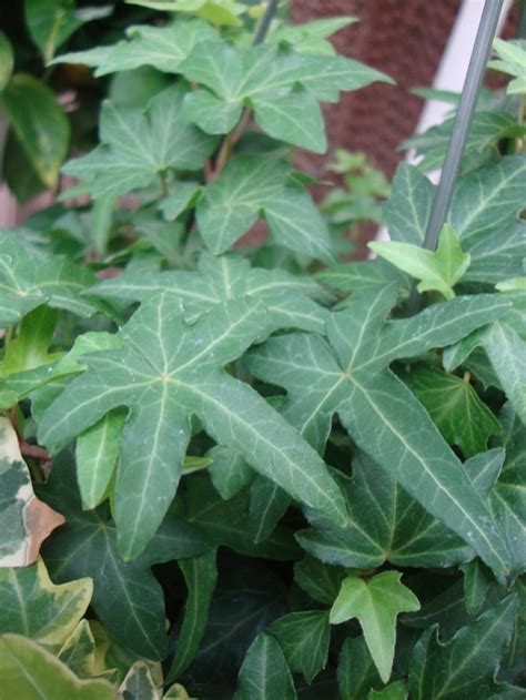 Photo Of The Leaves Of English Ivy Hedera Helix Asterisk Posted By