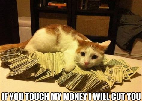 Funny Gangsta Cat Meme Lol