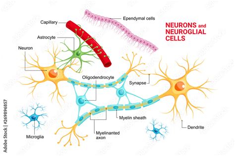 Vector Infographic Of Neuron And Glial Cells Neuroglia Astrocyte