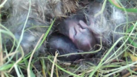 Found Baby Bunny In Yard What To Do Baby Viewer