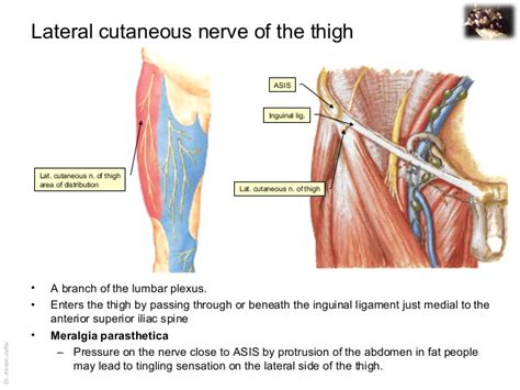 Applied Anatomy Lateral Femoral Cutaneous Nerve Injury