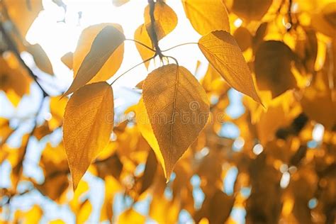 Yellow Autumn Leaves Of Trees On Clear Blue Sky Stock Image Image Of