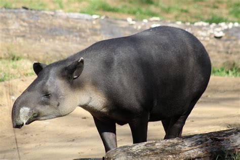 Contact tapier power on messenger. Baird's Tapir - ZooChat