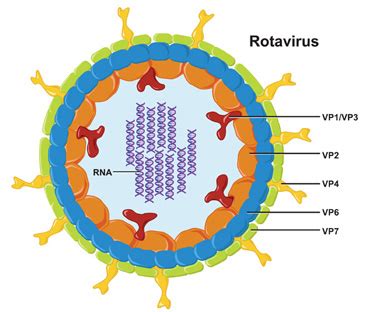 For anyone interested, i've put up a couple of images of the dreaded norovirus. ROTAVIRUS - Sama-Sama Belajar!
