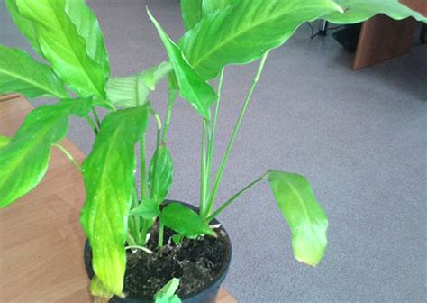 Code geel wordt op zijn vroegst 48 uur voordat het weerfenomeen optreedt uitgegeven. Hoe spathiphyllum te helpen, als de bladeren geel worden?