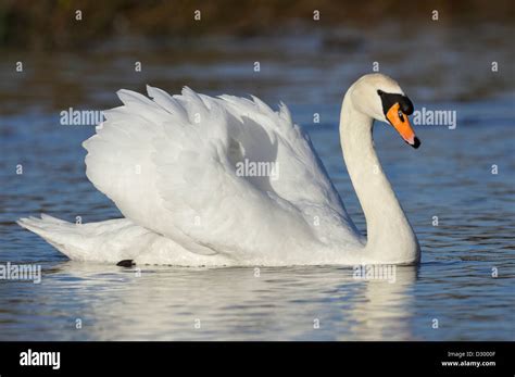 Mute Swan Cygnus Olor Cob Stock Photo Alamy