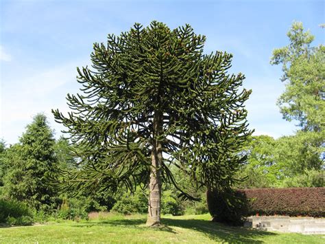 The Monkey Puzzle Tree An Unusual And Endangered Plant Owlcation