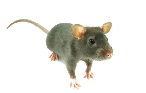Mouse Png Images Transparent Background Png Play