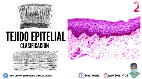 Histología Tejido Epitelial Clasificación Tipos Características