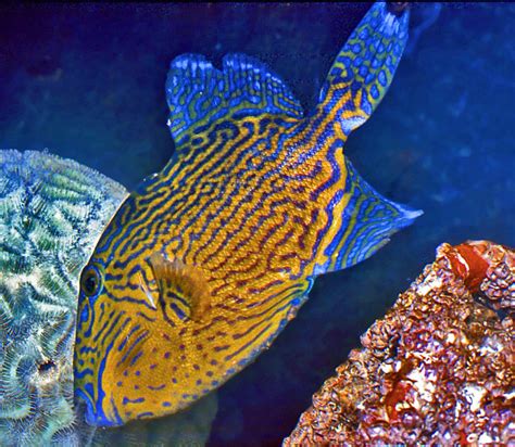 Blue Triggerfish Pseudobalistes Fuscus