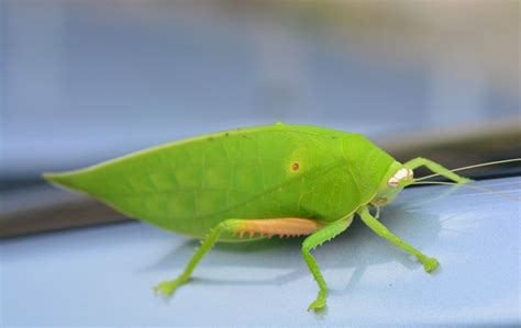 Katydid Leaf Bug Photos Thriftyfun