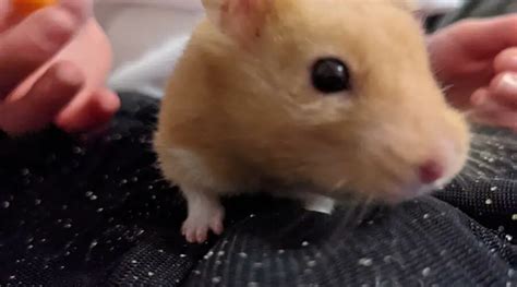 Why Do Hamsters Have Bumps On Their Feet Hamster Geek