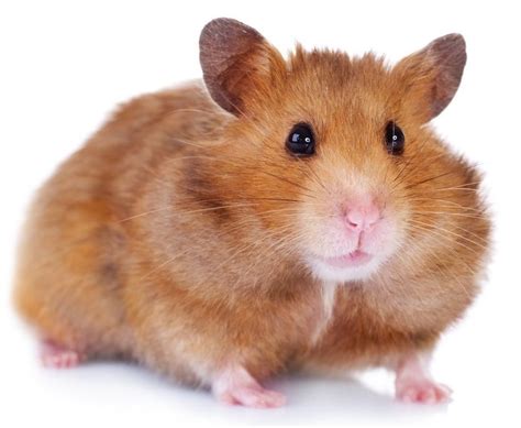 All About The Syrian Hamster Aka Golden Teddy Bear Hamster How