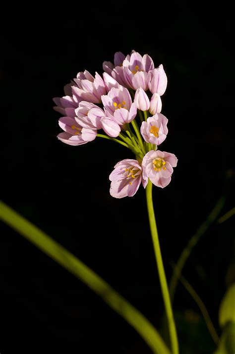 I fiori di campo sono i più belli, dice giovanna. Fiori nel bosco , Natura Mediterraneo | Forum Naturalistico
