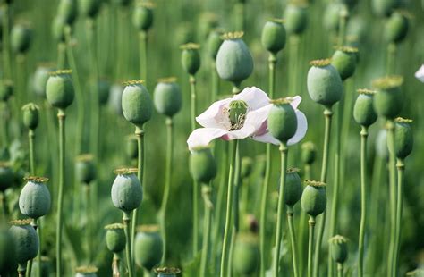 Opium Poppy Flower And Seed Heads Photograph By Philippe Psaila Science Photo Library Fine Art