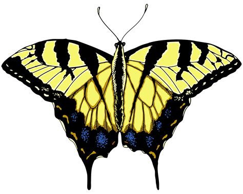 Yellow Swallowtail Butterfly Illustrated One Illustration A