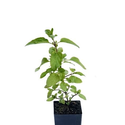 Buy Ram Tulsi Holy Plant Online At Cheap Price On