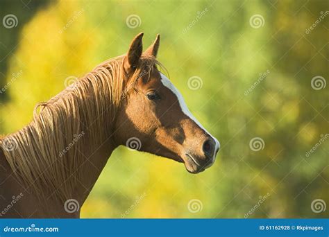 Chestnut Horse Portrait Stock Photo Image Of Vertebrate 61162928
