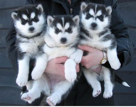 20 Pictures Of Husky Puppies That Will Melt Your Heart